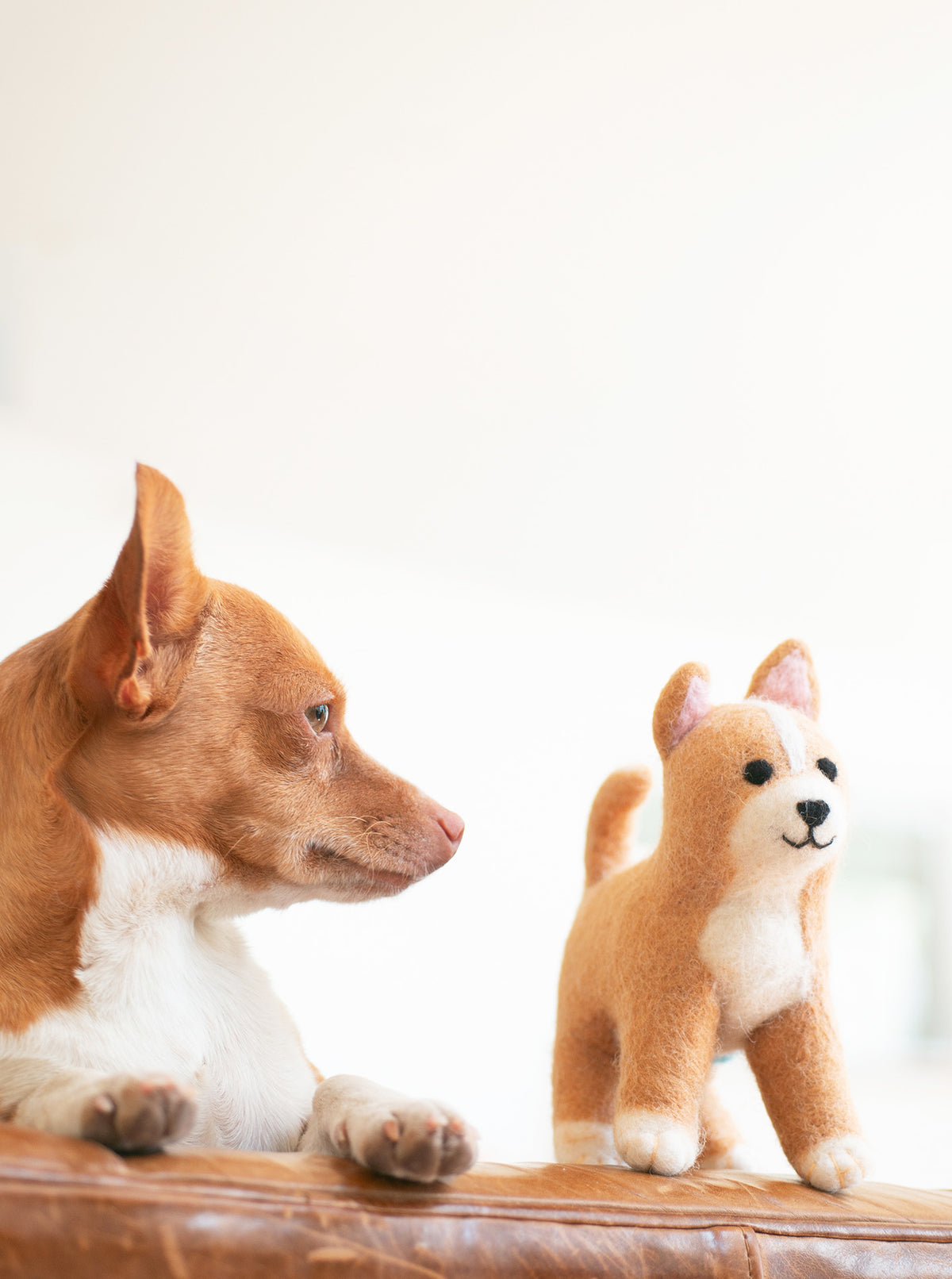 SPAY/NEUTER CHIHUAHUA from Fix'n Fidos