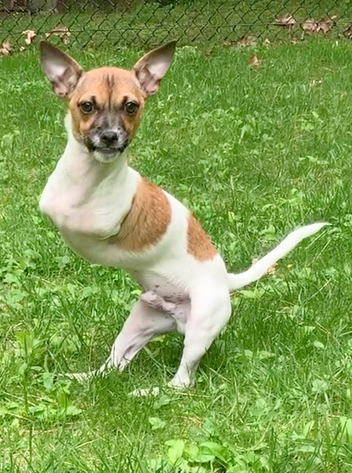 JOEY'S TWO-LEGGED LIFE: CHILDREN'S BOOK